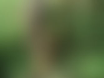 Hope your summers were perfect and that you found alder trees to deepen the mysteries in your lives