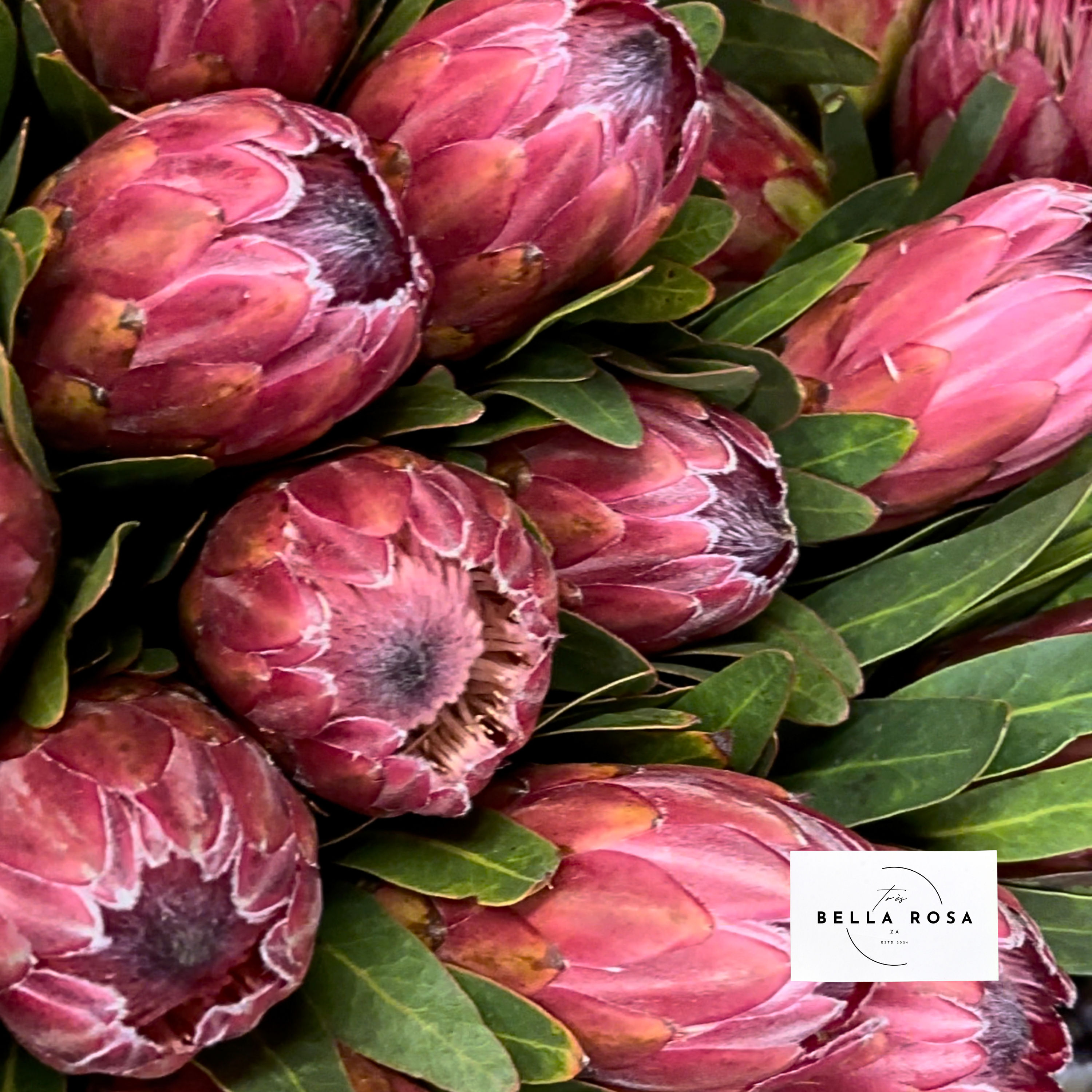Diamond Protea Bouquet 