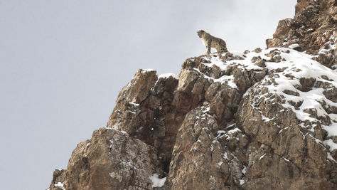 La Panthère des neiges