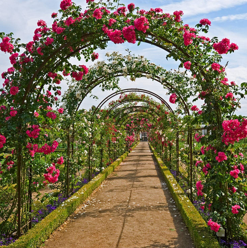 Heavy-Duty Metal Garden Arch Trellis – Iron Plant Support for Climbing Plants