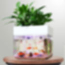 Mini STEM Aquaponic Planter System - Educational Ecosystem for Kids