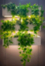 Grow lights, Glow lamp, Indoor garden