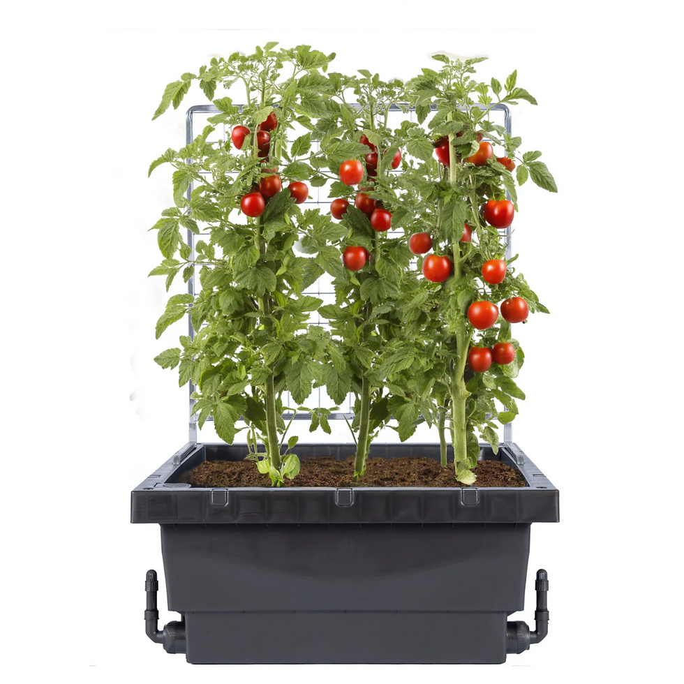 Foodcube Trellis