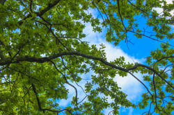 Blå himmel