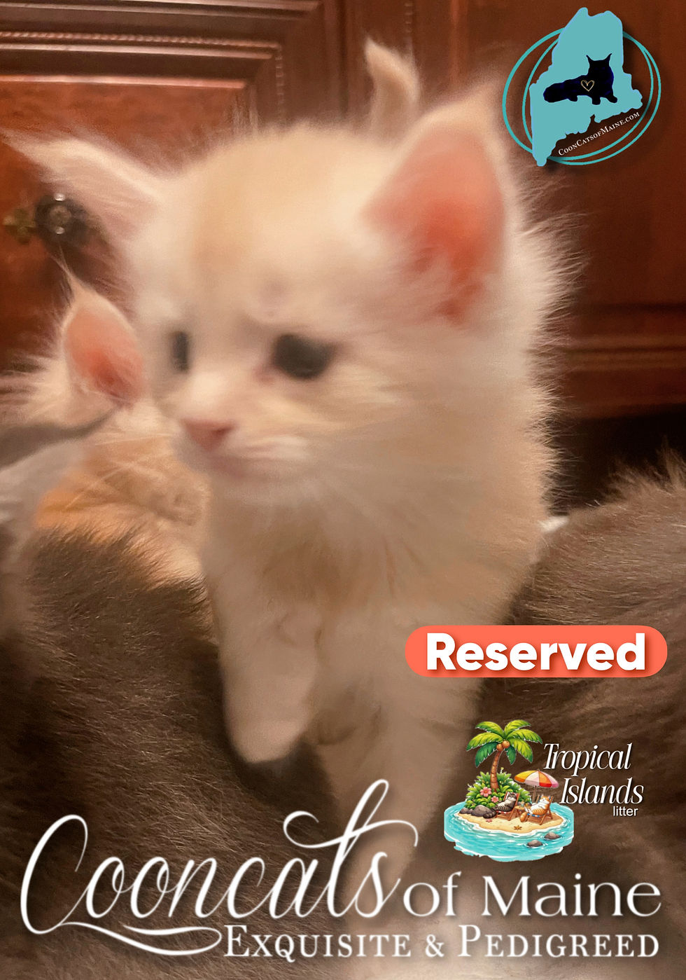 CooncatsofMaine