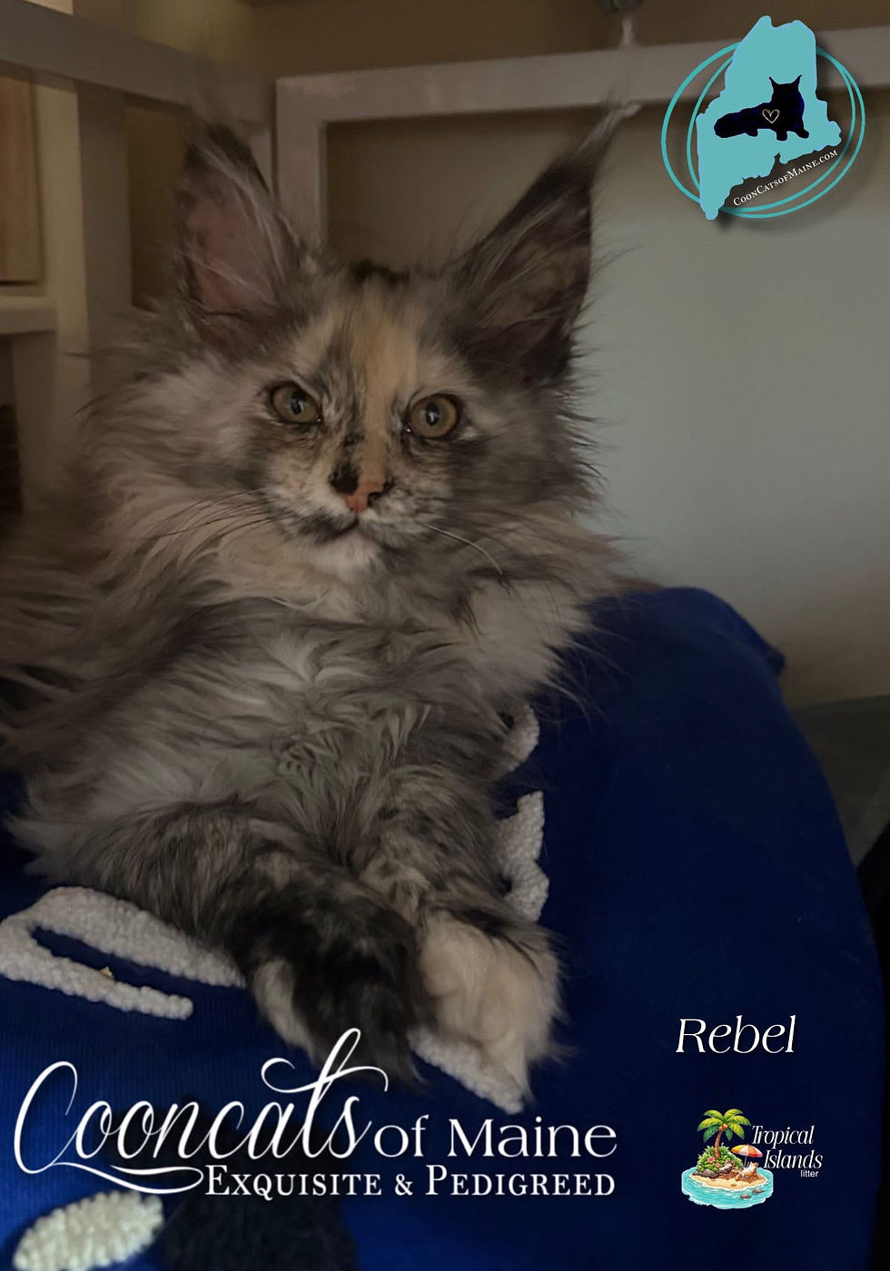 CooncatsofMaine