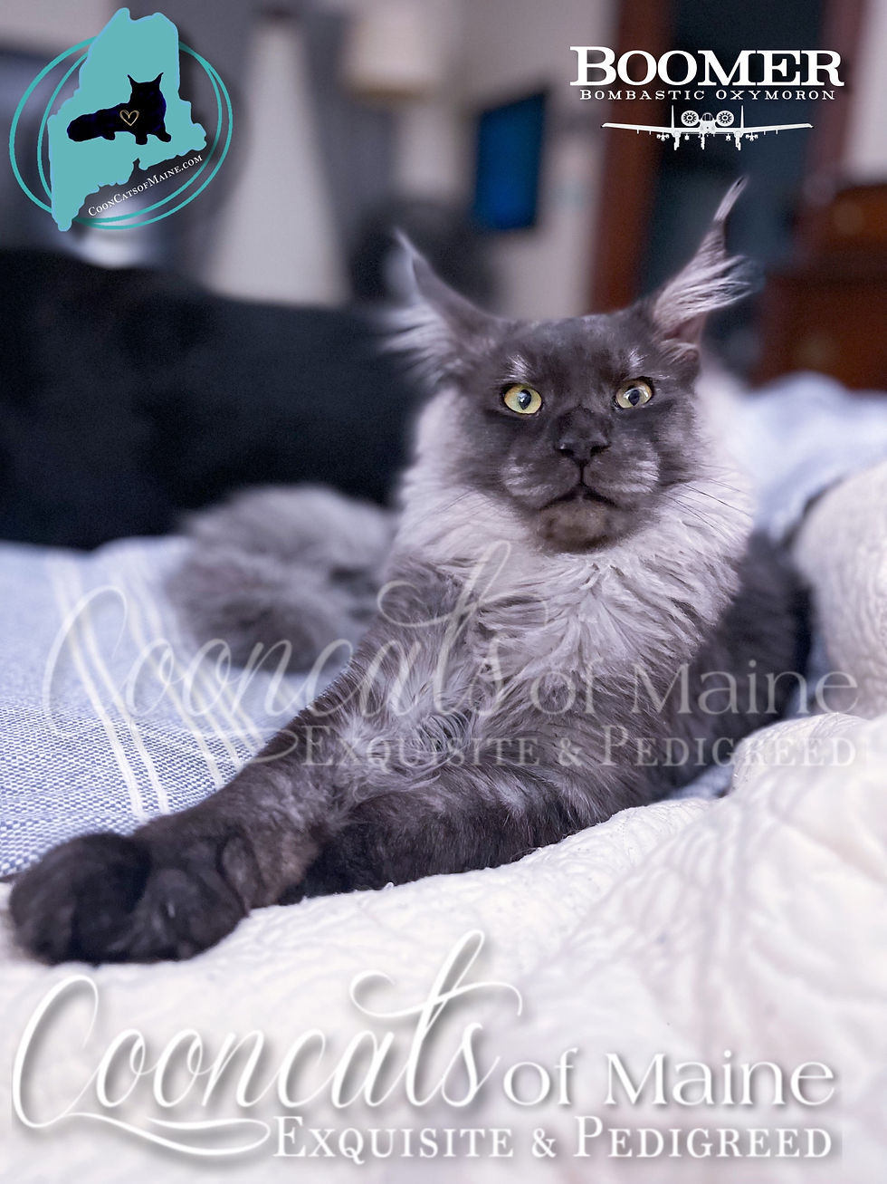 Boomer-CooncatsofMaine