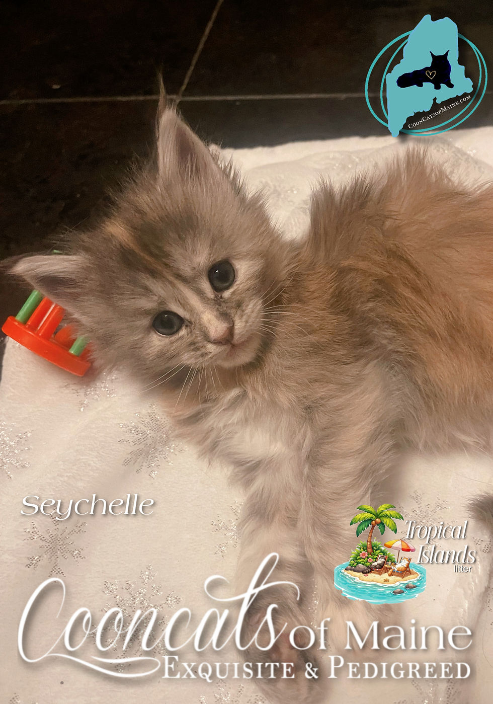 CooncatsofMaine
