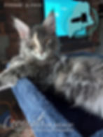 Ghirardelli - Maine frmrly Charlotte