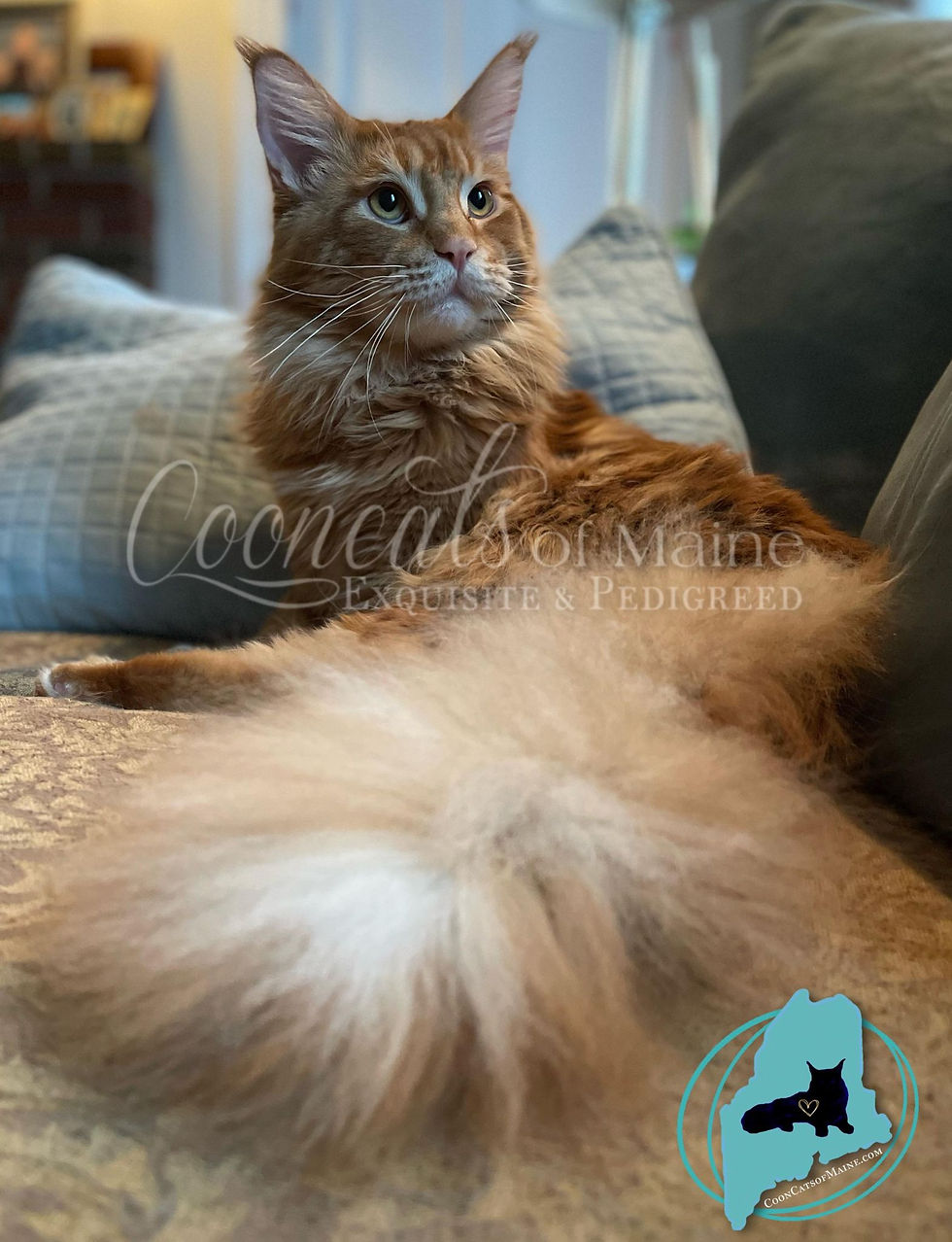 CooncatsofMaine
