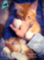 CooncatsofMaine-Falstaff