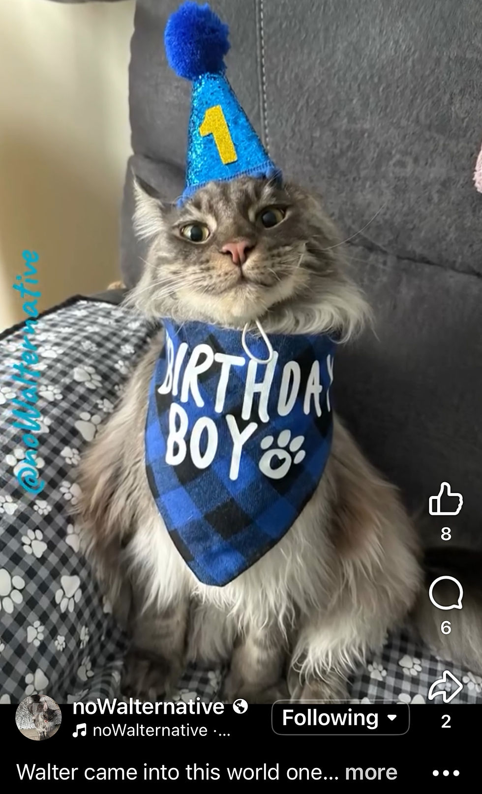 Walter-CooncatsofMaine