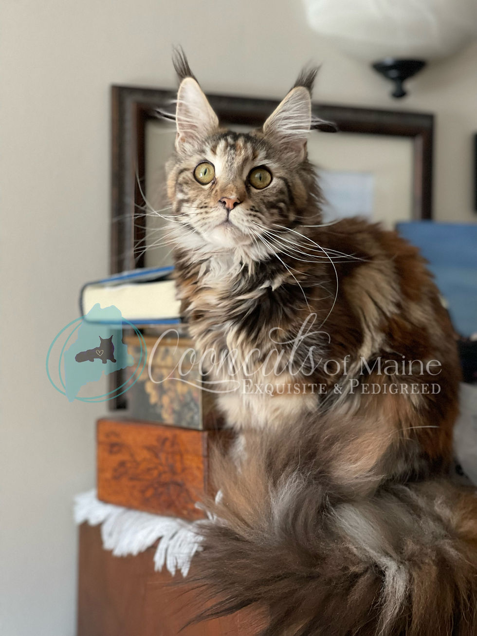 Queen Tessie - CooncatsofMaine