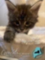 Cougar - CooncatsofMaine