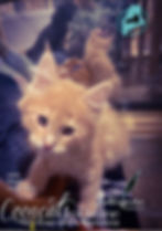 CooncatsofMaine - Juliet