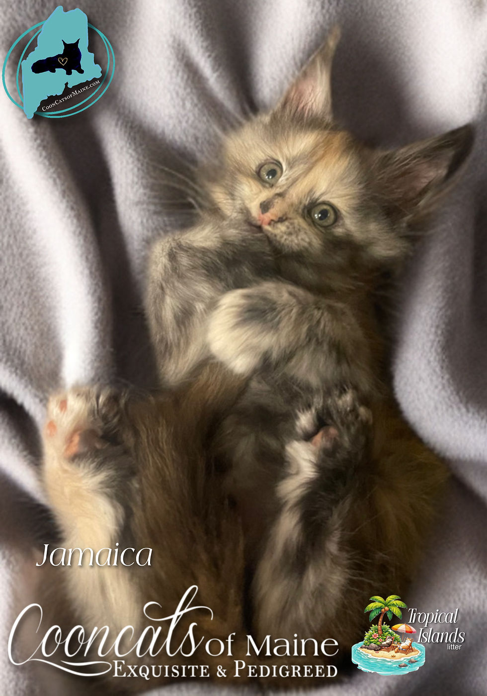 CooncatsofMaine