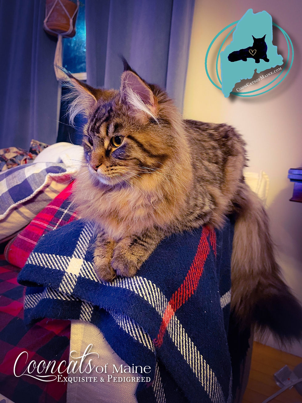 Téa Leoni Cooncatsofmaine Maine Coon Cat
