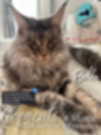 Bella-CooncatdofMaine