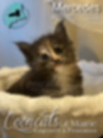 Mercedes  - CooncatsofMaine