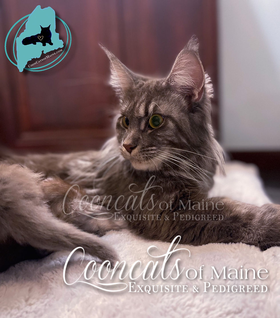 Ziva - CooncatsofMaine