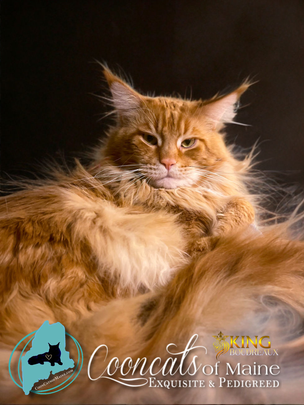 CooncatsofMaine