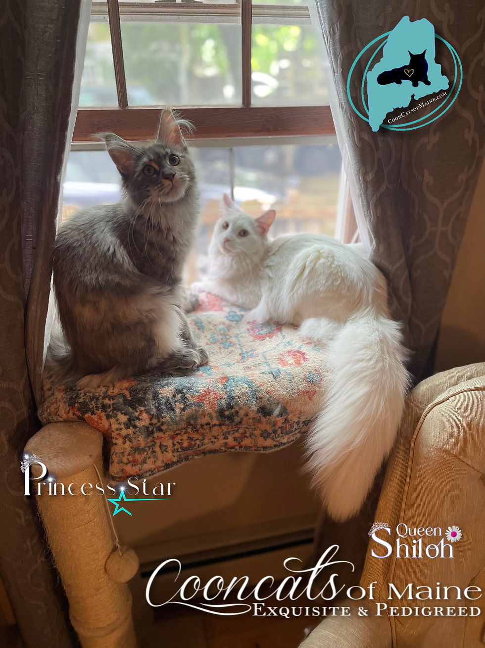 CooncatsofMaine