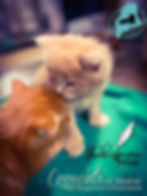 CooncatsofMaine-Juliet