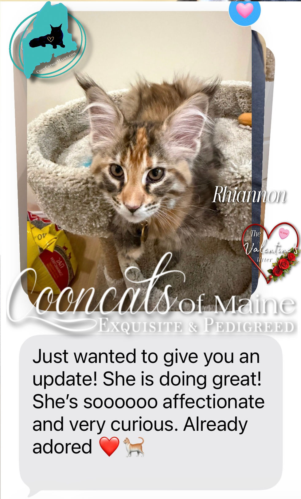 CooncatsofMaine
