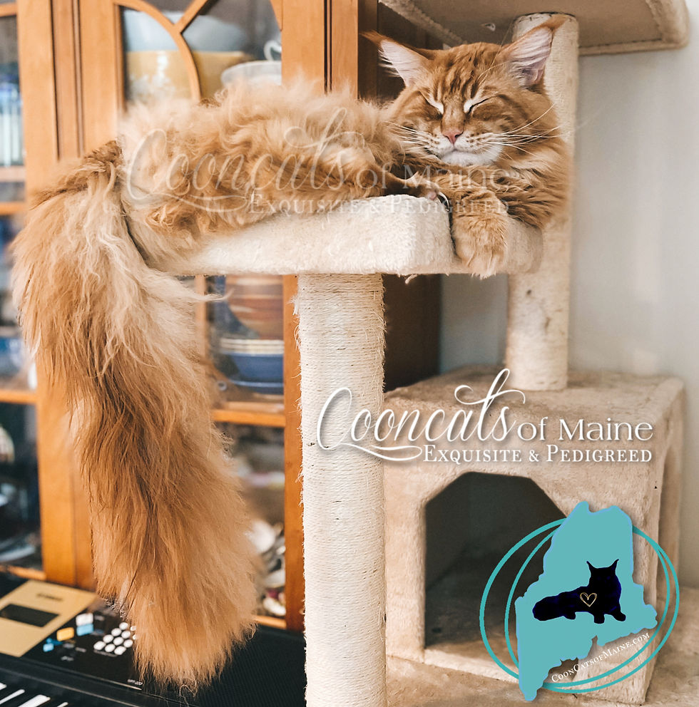 CooncatsofMaine