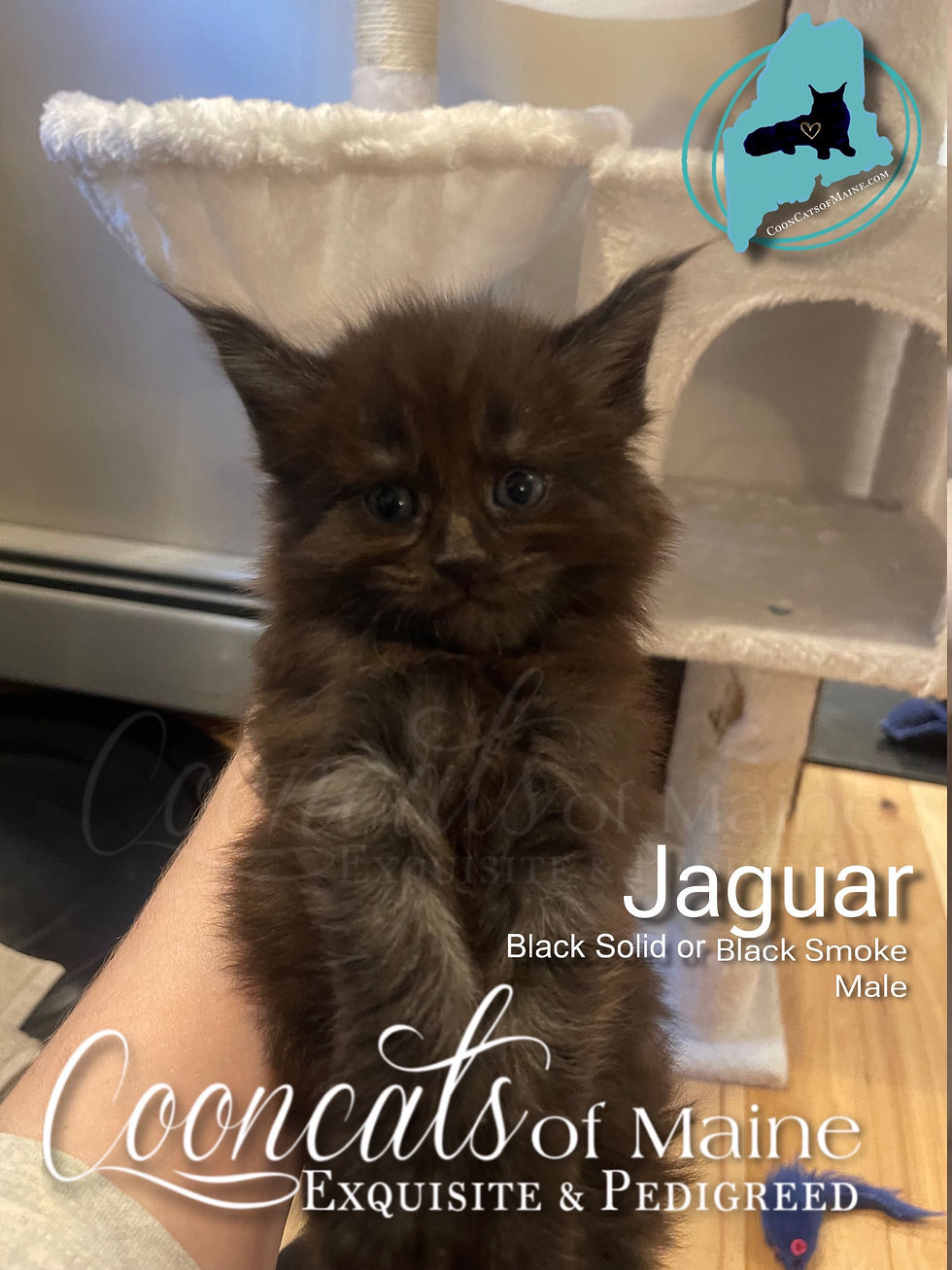 Jaguar - CooncatsofMaine