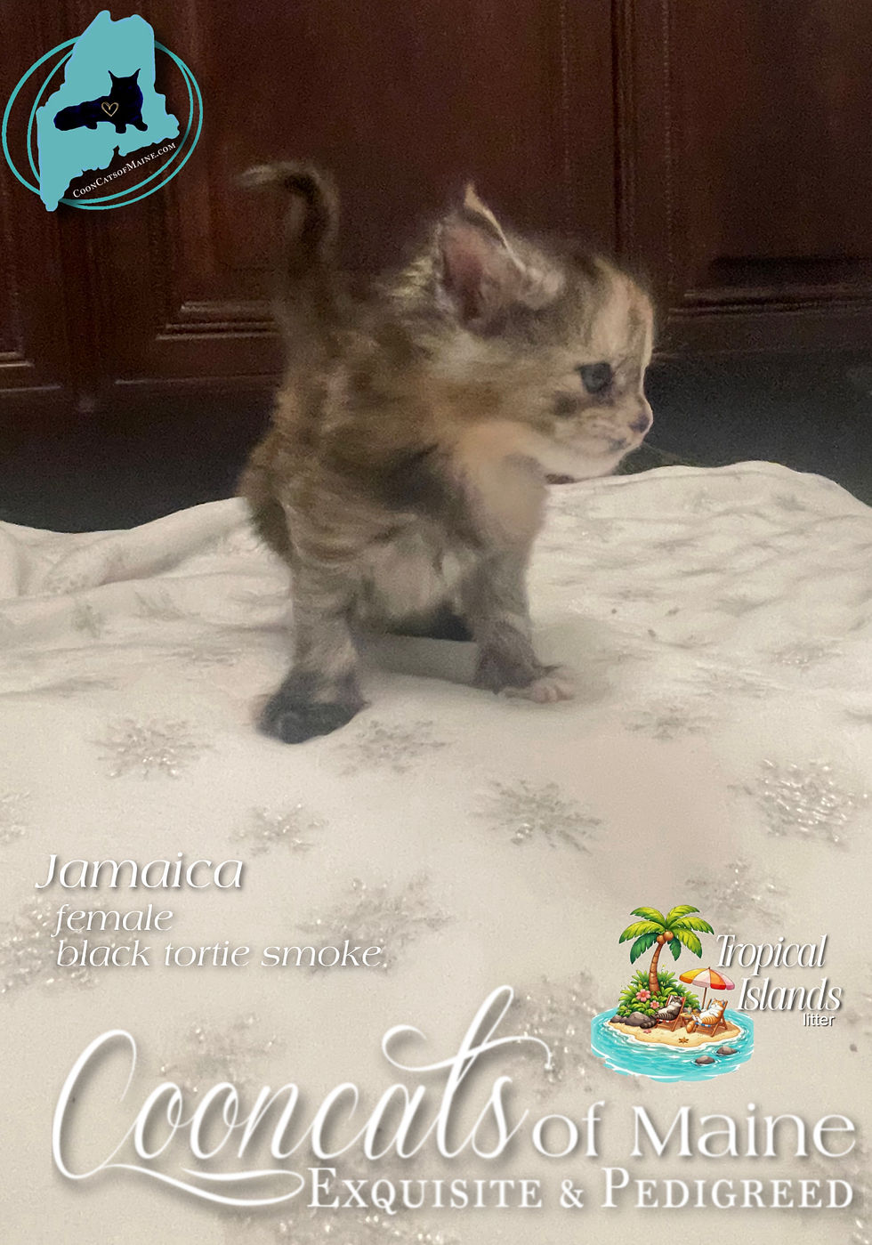 CooncatsofMaine