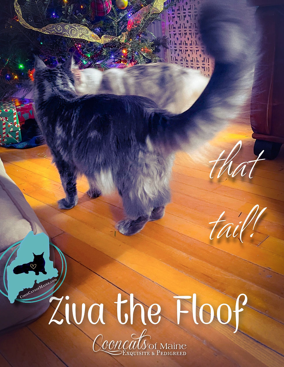 Ziva - CooncatsofMaine