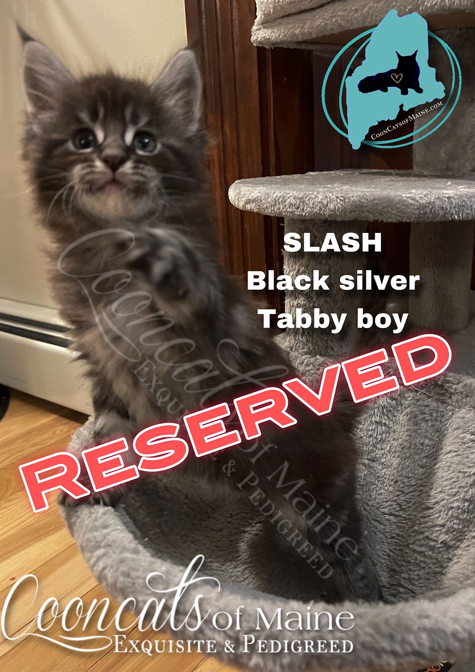 Slash-CooncatsofMaine