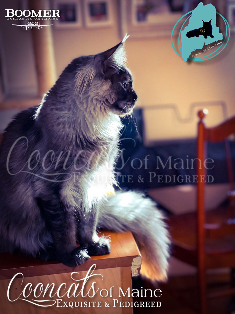 Boomer-CooncatsofMaine