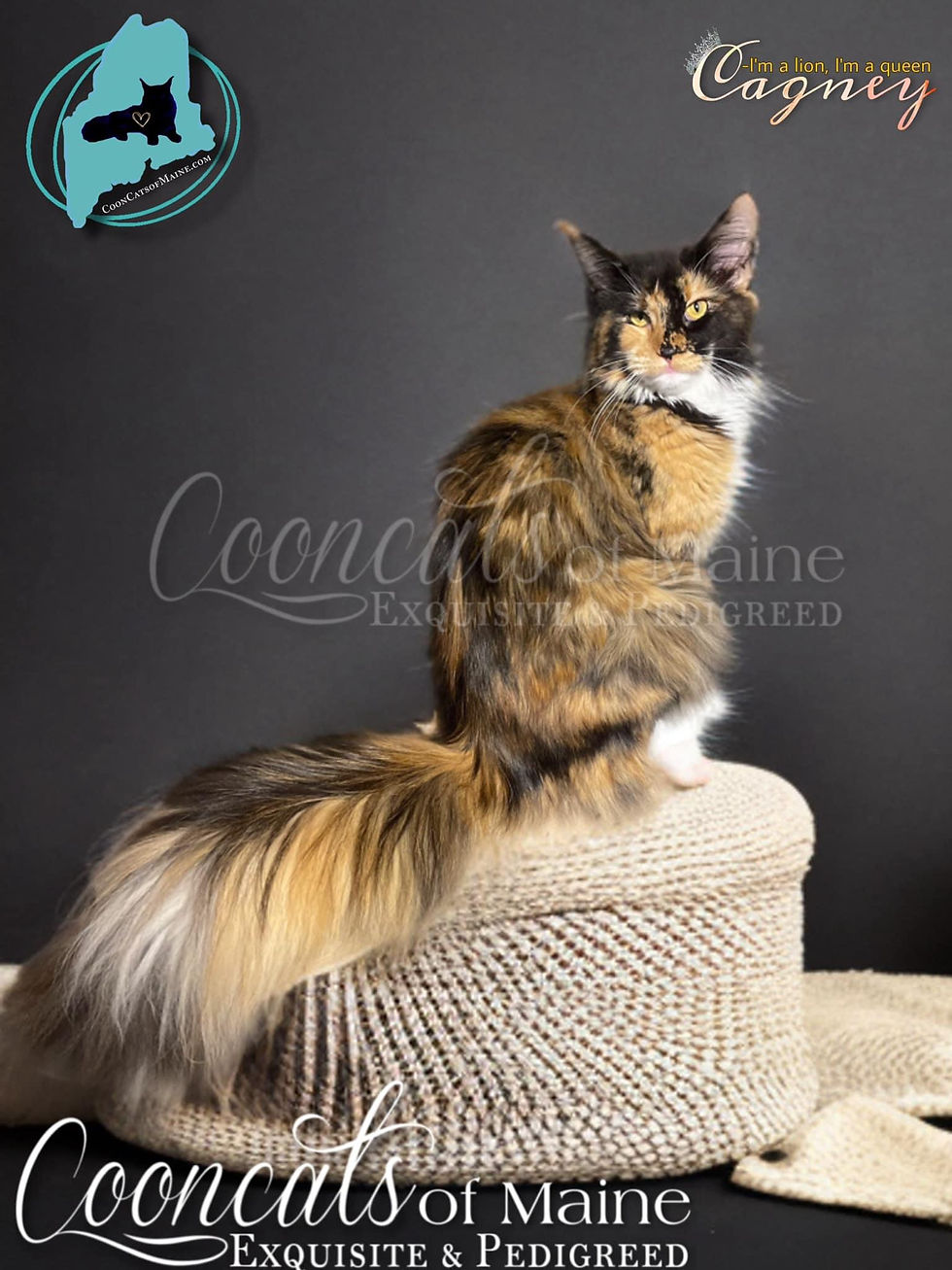 Queen Cagney-CooncatsofMaine