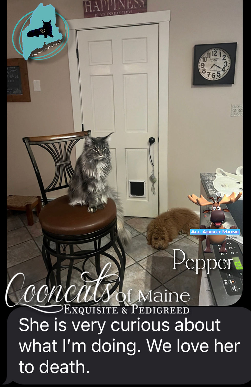 CooncatsofMaine