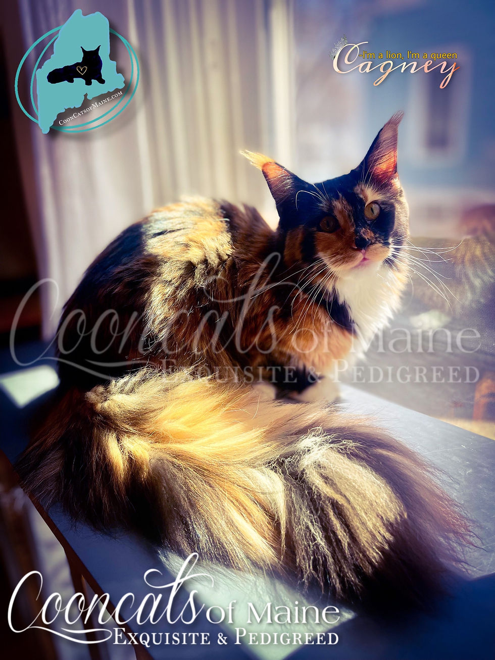 Queen Cagney-CooncatsofMaine