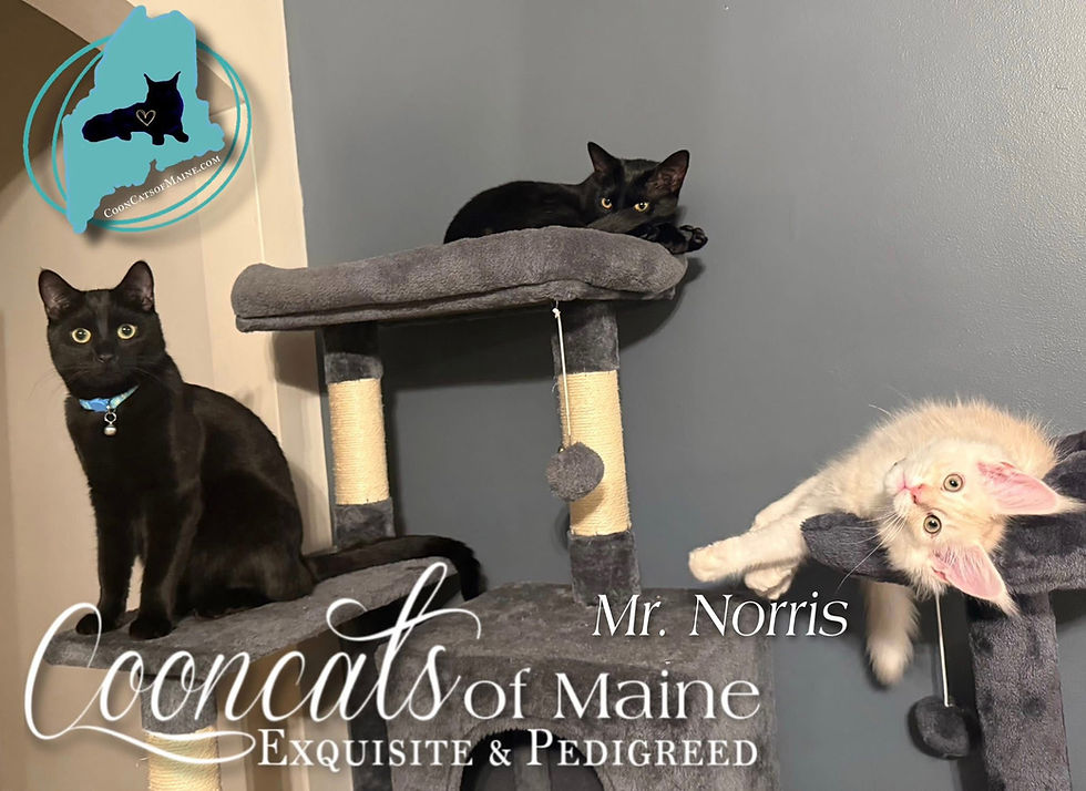 CooncatsofMaine