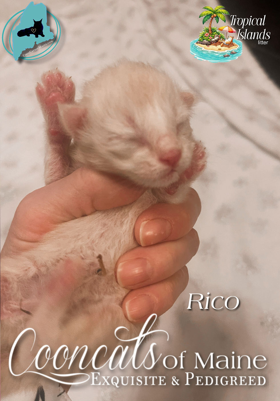 CooncatsofMaine