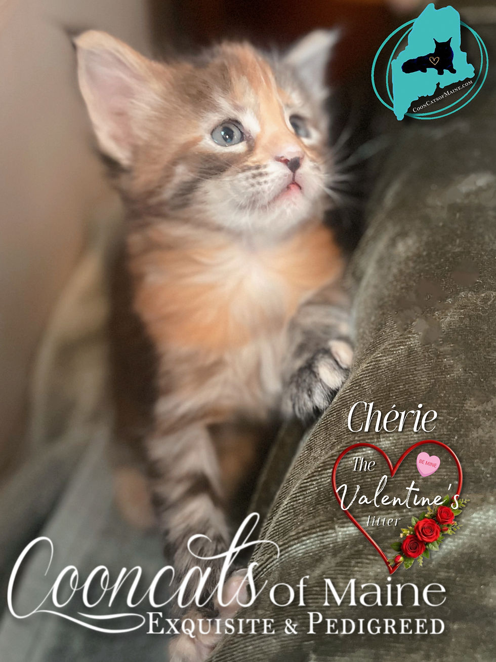 CooncatsofMaine