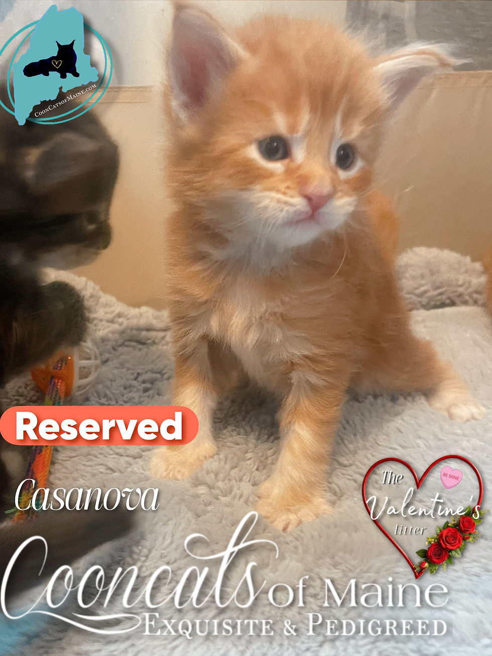 CooncatsofMaine