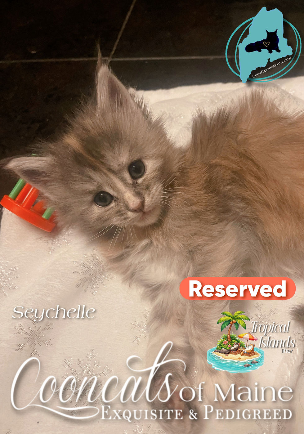 CooncatsofMaine