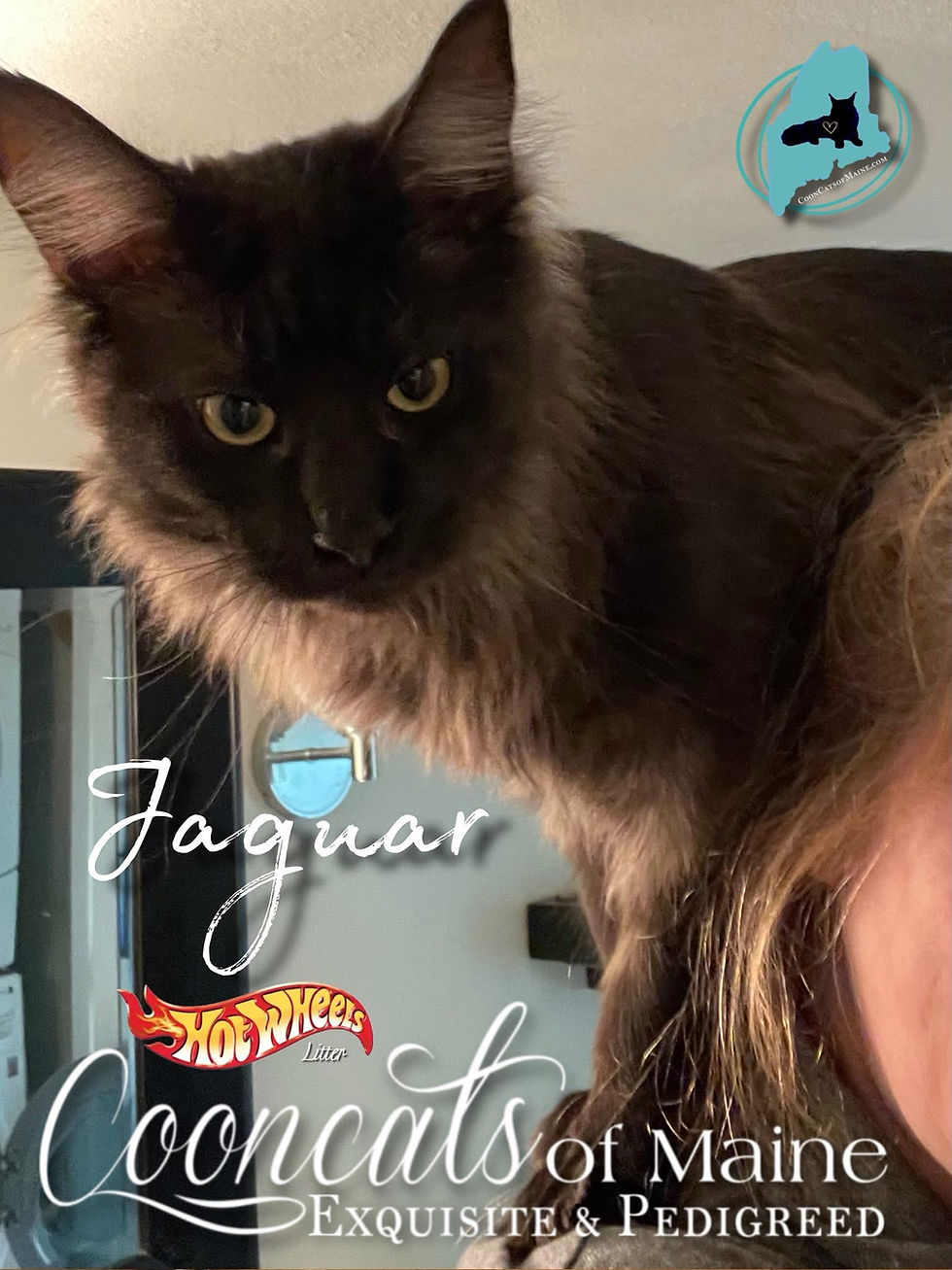 Jaguar-CooncatsofMaine