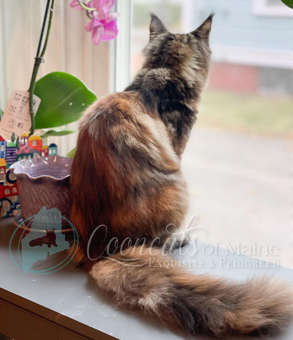 Queen Tessie - CooncatsofMaine