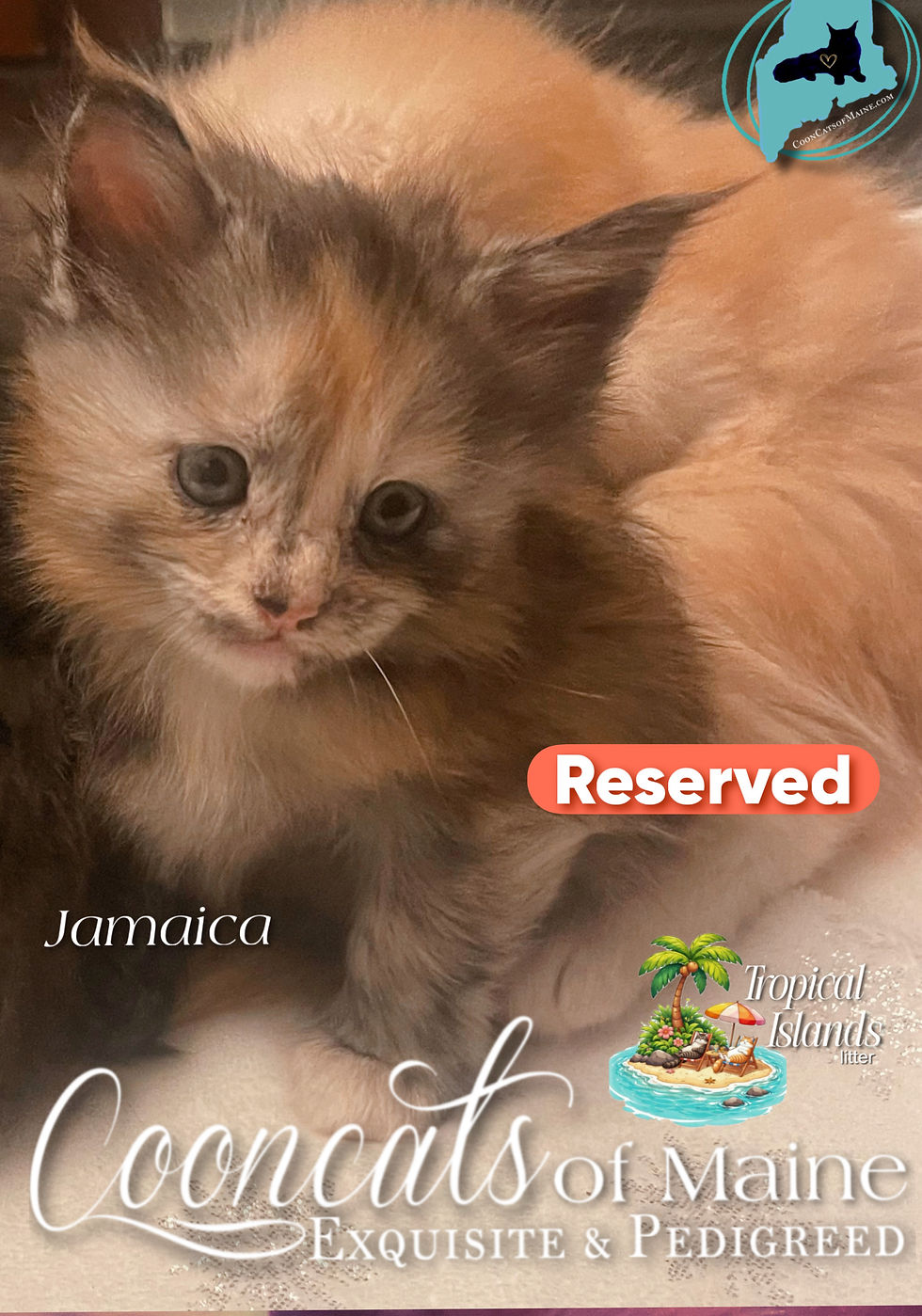 CooncatsofMaine