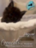 Jaguar - CooncatsofMaine