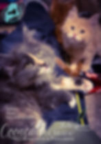 CooncatsofMaine-Portia