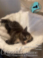 Shelby - CooncatsofMaine