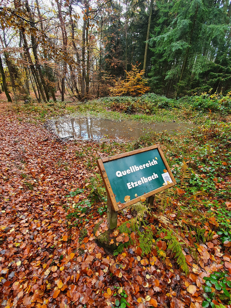 Quellbereich Etzelbach Litermont Wanderweg Wald Stille. litermont-gipfeltour-wandern-saarland