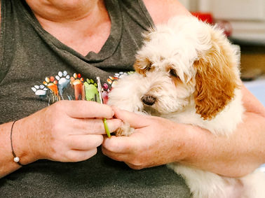Nail trim training provides your pup with a lifetime of peace.